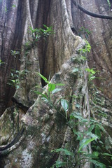 Guyane - Saül - Dec 2016 - Forêt