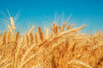 Gold wheat field and blue sky. Beautiful ripe harvest