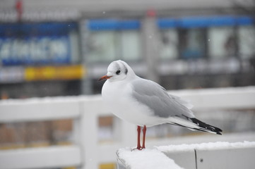 bird in the snow, berlin alexanderplatz