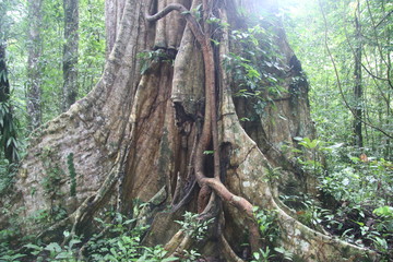 Guyane - Saül - Dec 2016 - Forêt