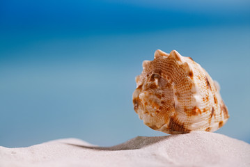Obraz na płótnie Canvas tropical seashell sea shell with ocean , beach and seascape