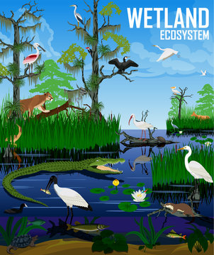 Vector wetland ecosystem illustration. Pantanal Florida Everglades landscape with animals.