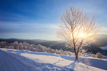 Winter landscape with lots of snow and trees