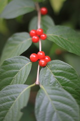 Fototapeta premium red berries