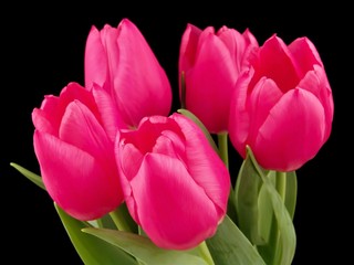 Spring flowers. Pink tulips with green leaves on a black background. 