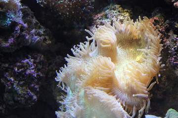 Fototapeta na wymiar anemone 2