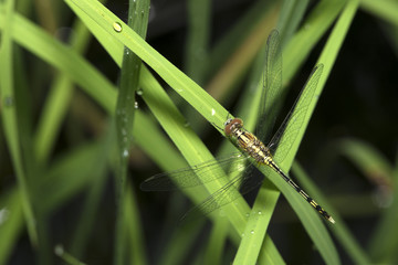 Dragonflies of Thailand ( Diplacodes trivialis ), Dragonfly rest on green grass leaf