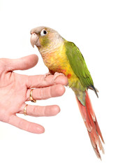 conure cinnamon in studio