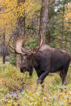 Bull Shiras Moose in Fall