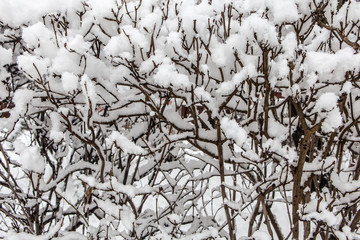 Branch covered with snow after snowfall close up