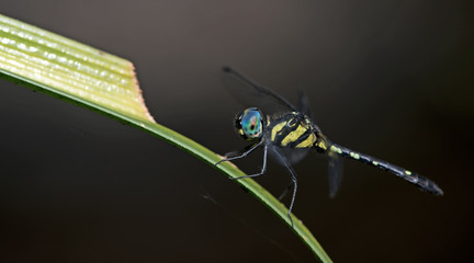 Dragonflies of Thailand ( Tetrathemis platyptera ), Dragonfly rest on green grass leaf