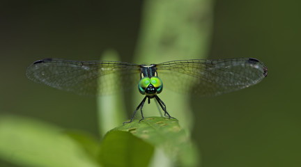 Dragonflies of Thailand ( Tetrathemis platyptera ), Dragonfly rest on green grass leaf