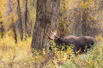 Bull Shiras Moose in Fall