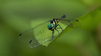 Dragonflies of Thailand ( Tetrathemis platyptera ), Dragonfly rest on green grass leaf