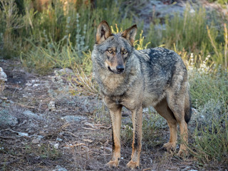 Iberian female wolf in the forest