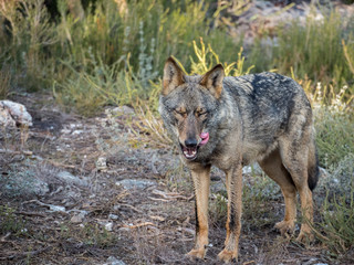 Iberian female wolf yawning and licking itself