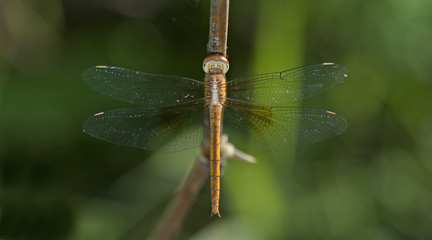 Dragonflies of Thailand ( Tholymis tillarga ), Dragonfly rest on twigs
