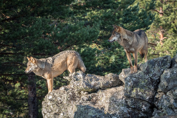 Couple of iberian wolves (Canis lupus signatus) over a rock