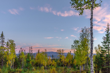 Pink sunset and autumn birches