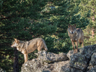 Couple of iberian wolves (Canis lupus signatus) over a rock - 133710135