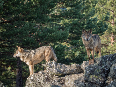 Couple of iberian wolves (Canis lupus signatus) over a rock