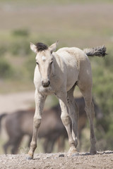 Fototapeta premium Wild Mustangs of the Great Basin desert Utah