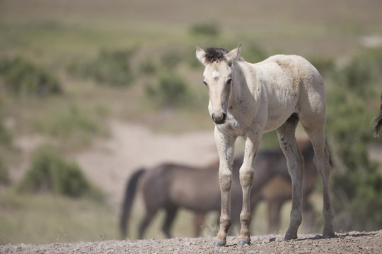 Wild Mustangs of the Great Basin desert Utah