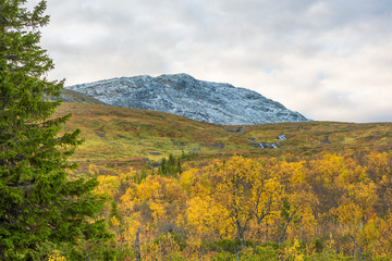 Idyllic snowy mountain top and yellow autumn trees