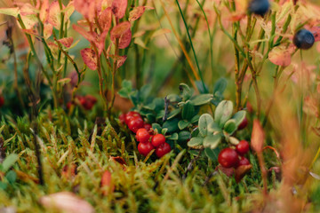 Lingonberries and moss in the forest