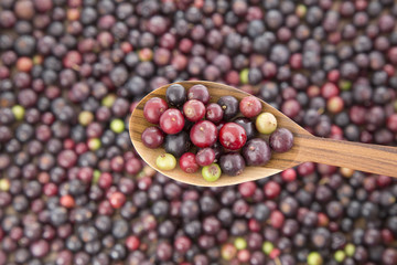 Agráz tropical fruit (Vaccinium meridionale)