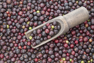 Agráz tropical fruit (Vaccinium meridionale)