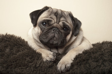 cute pug puppy dog lying down on fuzzy pillow