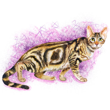 Watercolor portrait of cute Sokoke Forest Cat with dots, stripes isolated on abstract background. Hand drawn sweet home pet. Bright realistic colors. Greeting card design. Clip art. Add your text