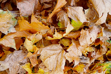 Close up view of fallen leaves in autumn park
