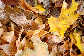 Close up view of fallen leaves in autumn park