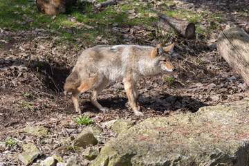 Coyote - Canis latrans - in Winter Coat