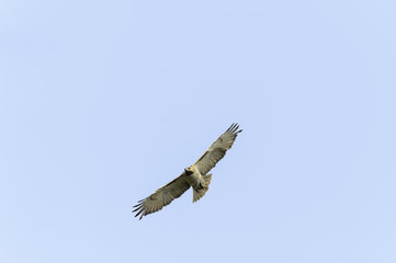 Red-tailed Hawk gliding overhead