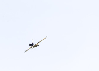 Red-winged Blackbird attacking Red-tailed Hawk