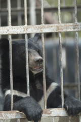 black bear in cage, black and white