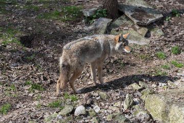 Coyote - Canis latrans - in Winter Coat