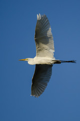 Obraz premium Great Egret Flying in Blue Sky