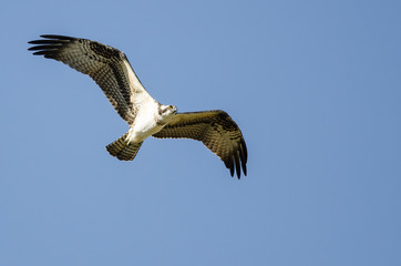 Lone Osprey Flying in Blue Sky
