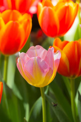 Tulip. Beautiful bouquet of tulips. colorful tulips.