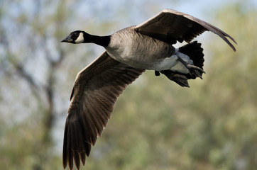 Close Look at a Canada Goose in Flight