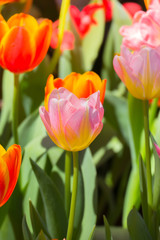 Tulip. Beautiful bouquet of tulips. colorful tulips.