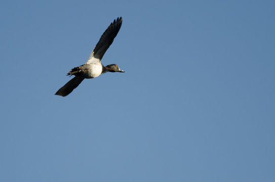 Ring-Necked Duck Flying in a Blue Sky