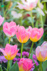 Tulip. Beautiful bouquet of tulips. colorful tulips.