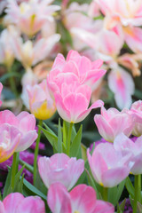 Fototapeta premium Tulip. Beautiful bouquet of tulips. colorful tulips.
