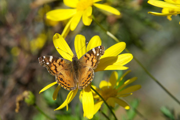 Vanessa cardui is a well-known colorful butterfly, known as the painted lady, or in North America as the cosmopolitan