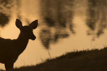 the sambar deer in Khao Yai National Park, Thailand